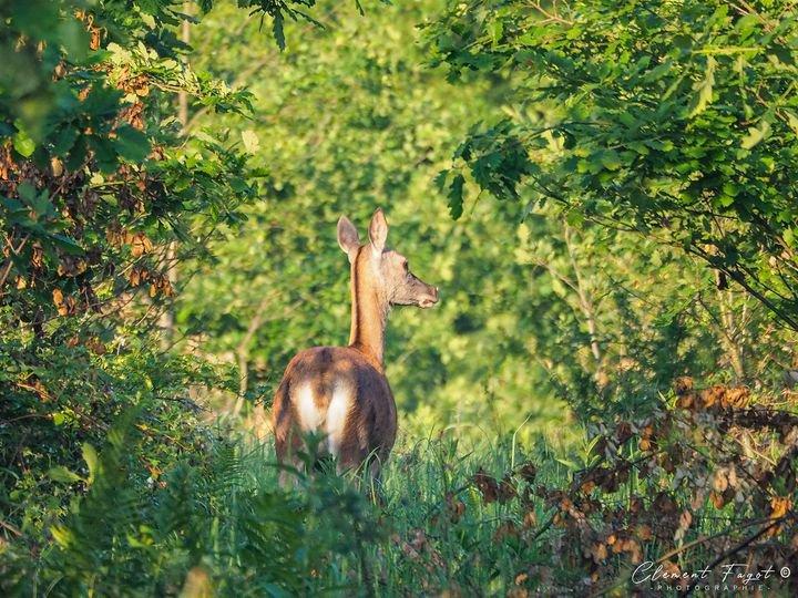 Il y a quelques semaines, quelle belle surprise lorsqu’on rencontre cette jolie biche aux aguets qui est apparue tranquillement à découvert quelques minutes !