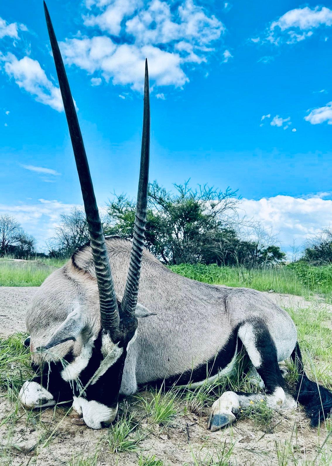 Oryx Hunting in Africa: A Comprehensive Guide for the Discerning Hunter