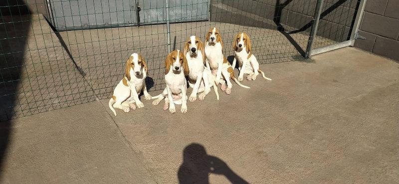 Chiots.