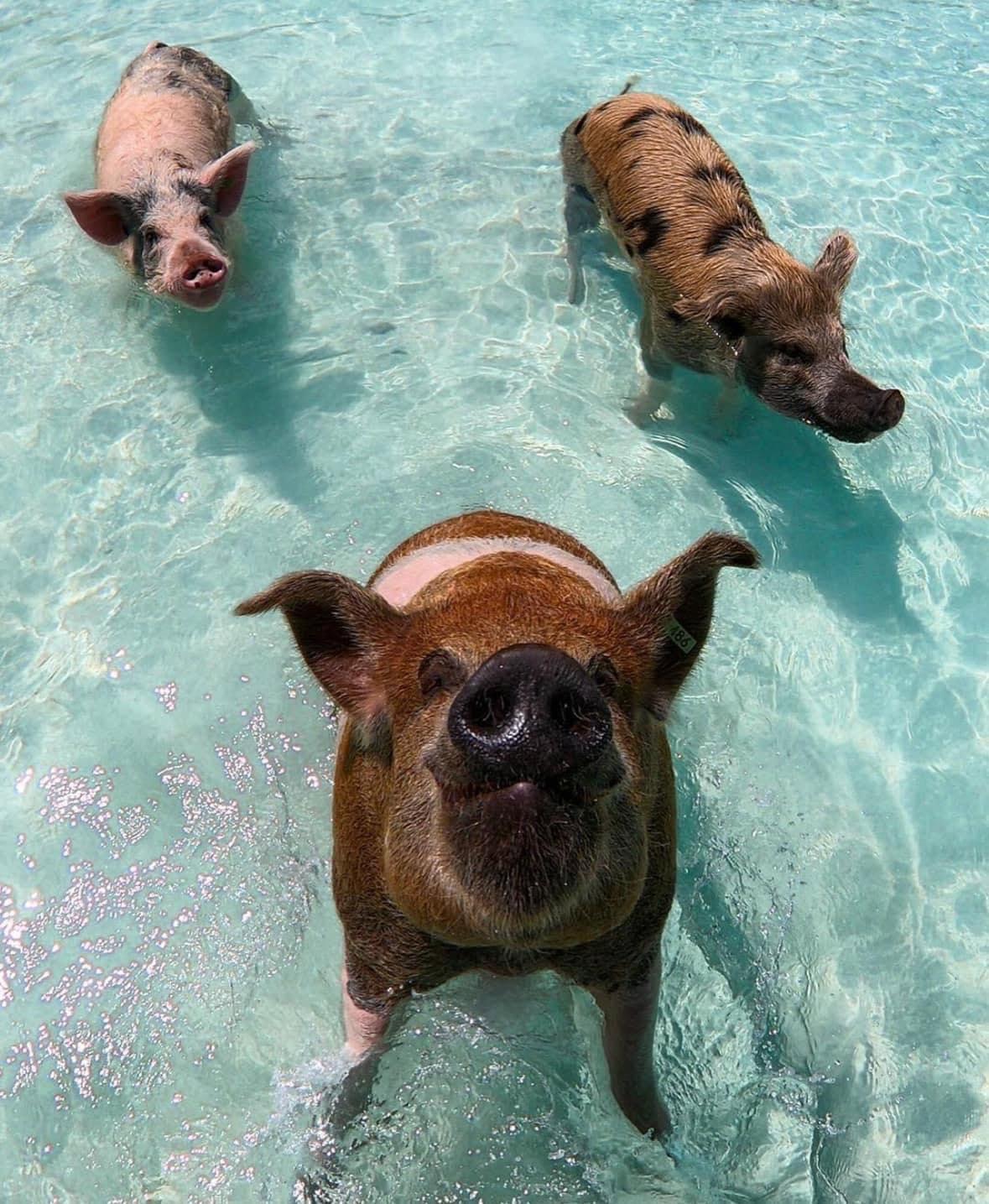 Pig 🐽 Beach 🏖️ Exuma, Bahamas 🇧🇸