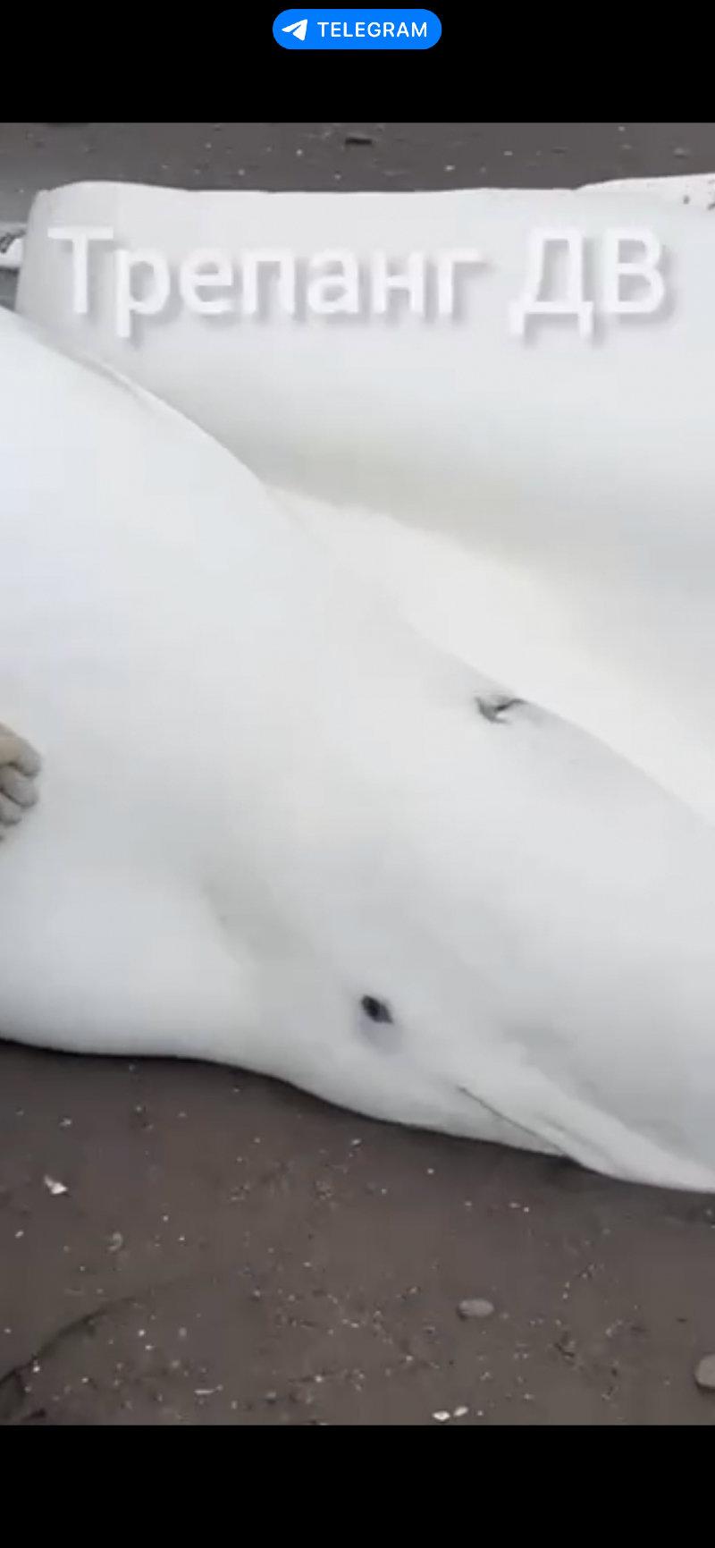 ベルーガの家族がカムチャツカの北に上陸しました。 ティギール川の河口で、釣りから戻ってきた漁師によって4匹の成虫と1匹のカブが発見されました。 彼らは潮が上がり始める前でさえ、水で動物に水をやり、魚に餌をやり始めました。 すべてのベルーガはなんとか生き続け、オホーツク海に泳ぎました。 地元当局は現在、漁師に感謝の手紙を送る準備をしています。