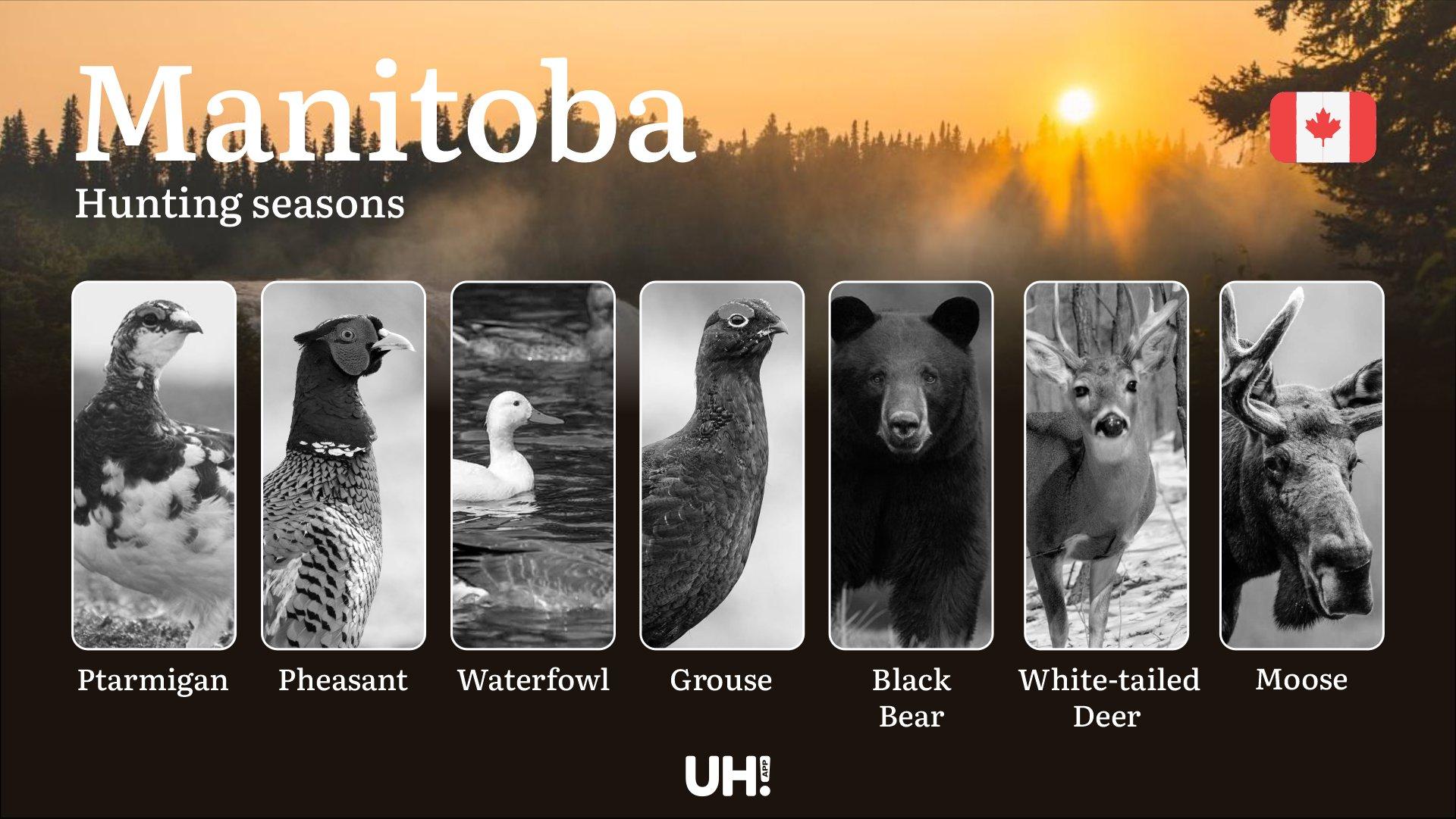 Hunting Seasons in MANITOBA (Canada): Official Opening/Closing Dates, Required Permits & Must-Know Regulations