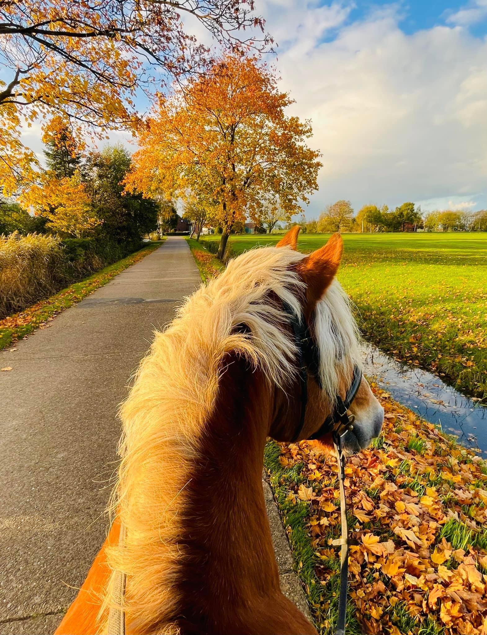 Autumn looks best on my haflinger 🧡