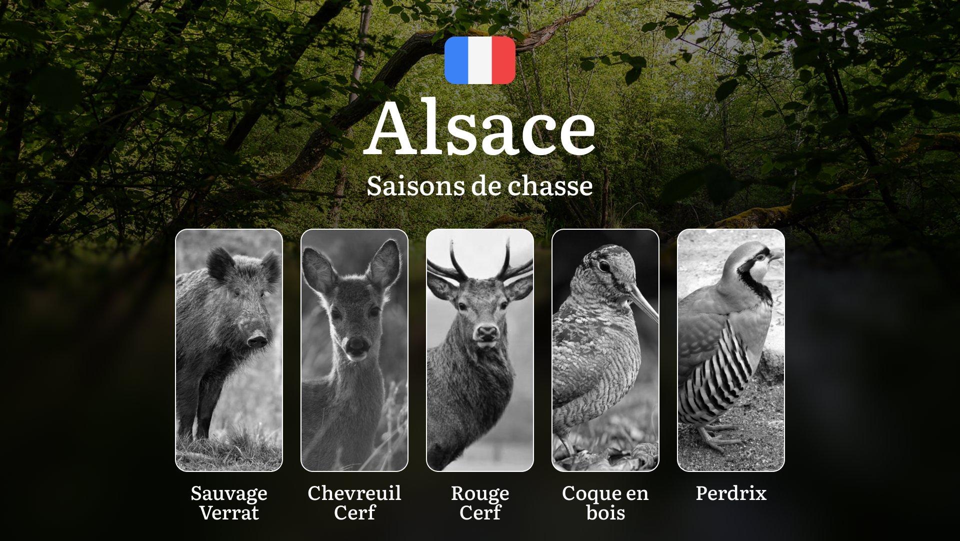 Saisons de Chasse en ALSACE: Calendrier Officiel, Réglementations Locales et Meilleures Périodes de Chasse