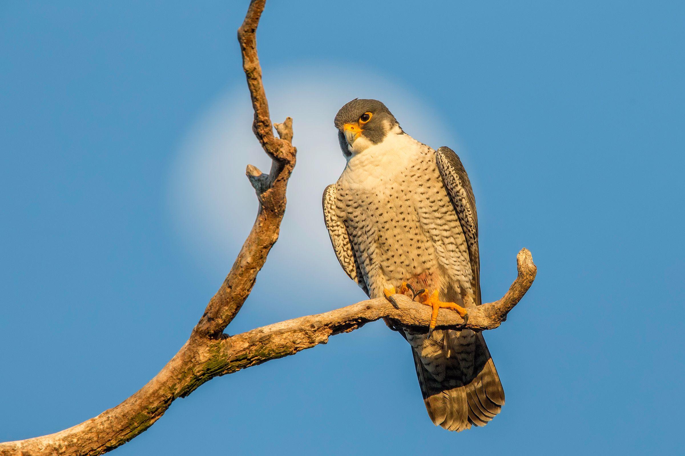 https://nas-national-prod.s3.amazonaws.com/a1_7042_6_peregrine-falcon_ann_pacheco_adult.jpg