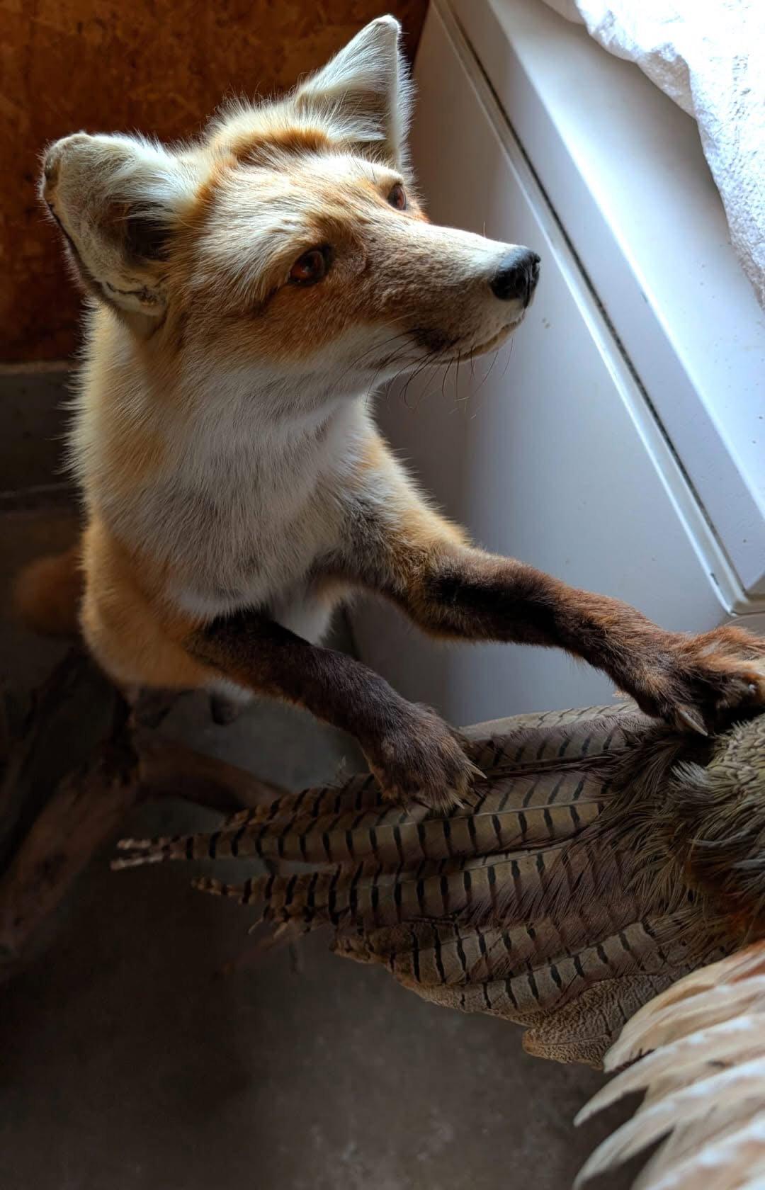 Mounts for sale in Northern Wisconsin pm me for more (details) 