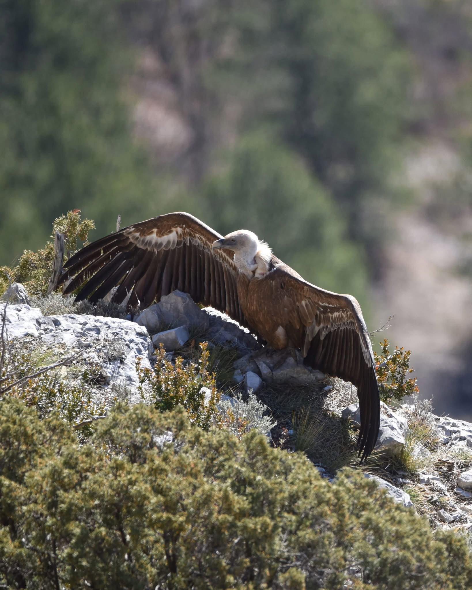 Entre les gorges de Saint-May et Remuzat, sous le soleil...