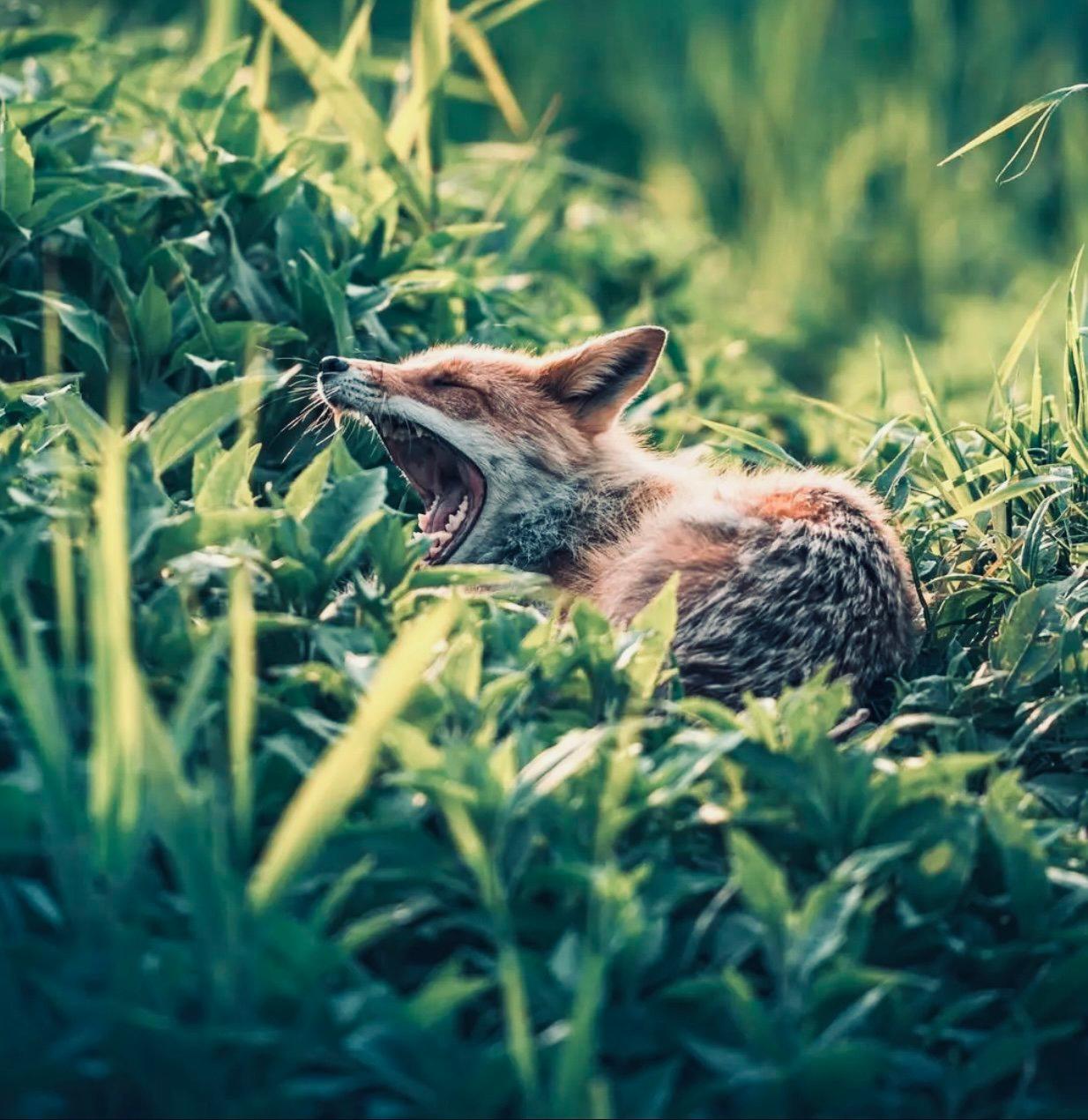 ЛИСИЦА: описание, охота на лису, повадки, методы, оружие, трофей, лицензия — полное руководство для охотников