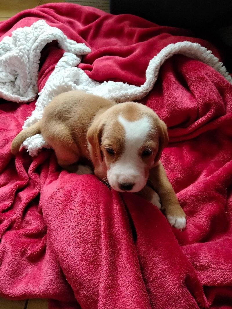 À réserver chiots posavatz nés le 18 03 23 il reste 2 femelles et 5 mâles sur une portée de 12.