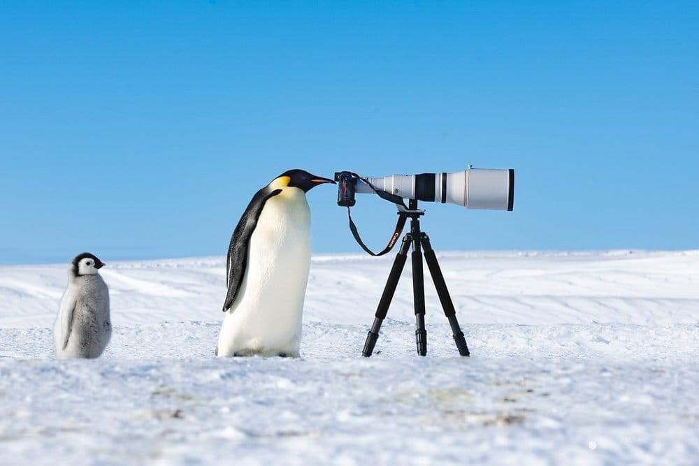 🐦: The winners of the world competition "Bird Photographer of the Year 2024" have been announced.