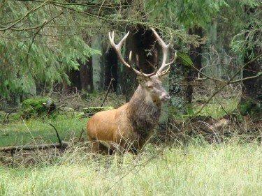 Hunting season in East Belgium