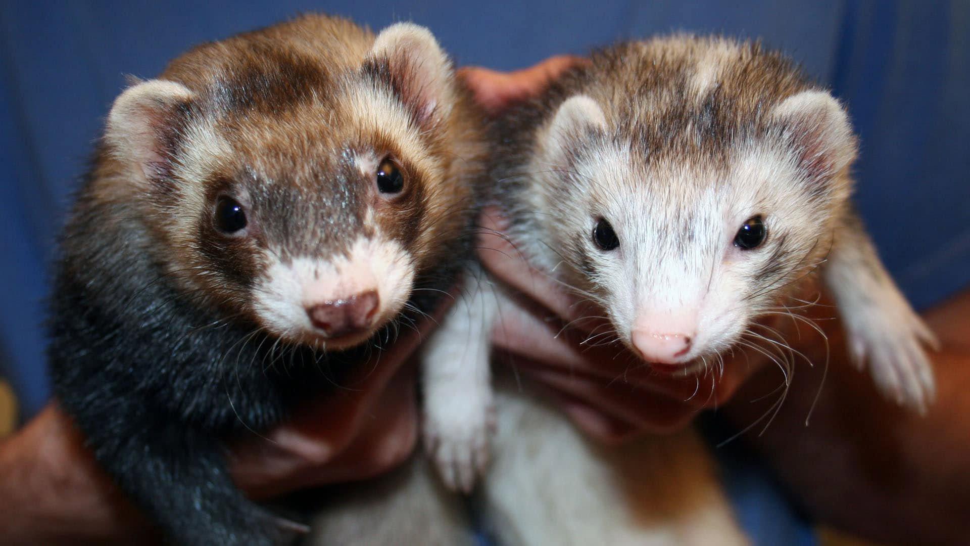Could vaccines for animals instead of humans help prevent the next COVID or monkeypox pandemics?