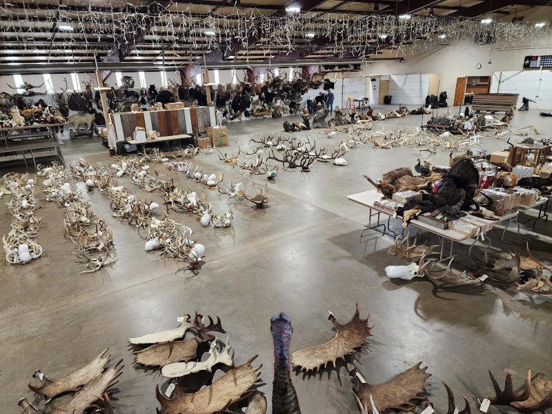 We DEFINITELY have our work cut out for us for the Friday  antler auction  day 2 of this huge 3 day auction in Maquoketa Iowa October 12-14 attended in person or bid online