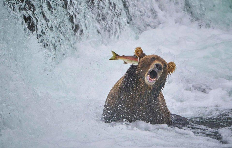 Prix ​​de la meilleure photographie animalière comique.