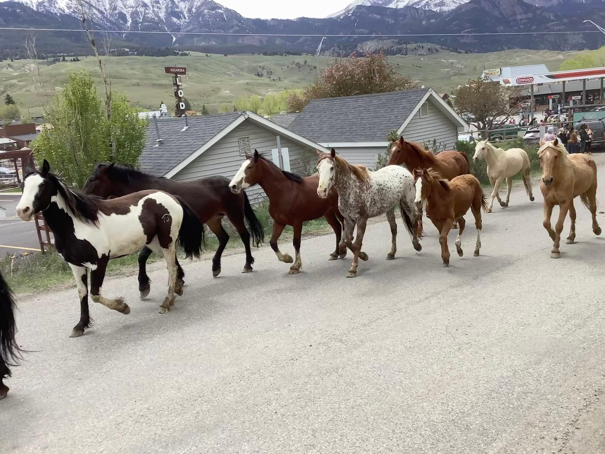 Favorite thing to do on memorial day weekend is go to small town gardiner and watch the horse drive to summer pastures