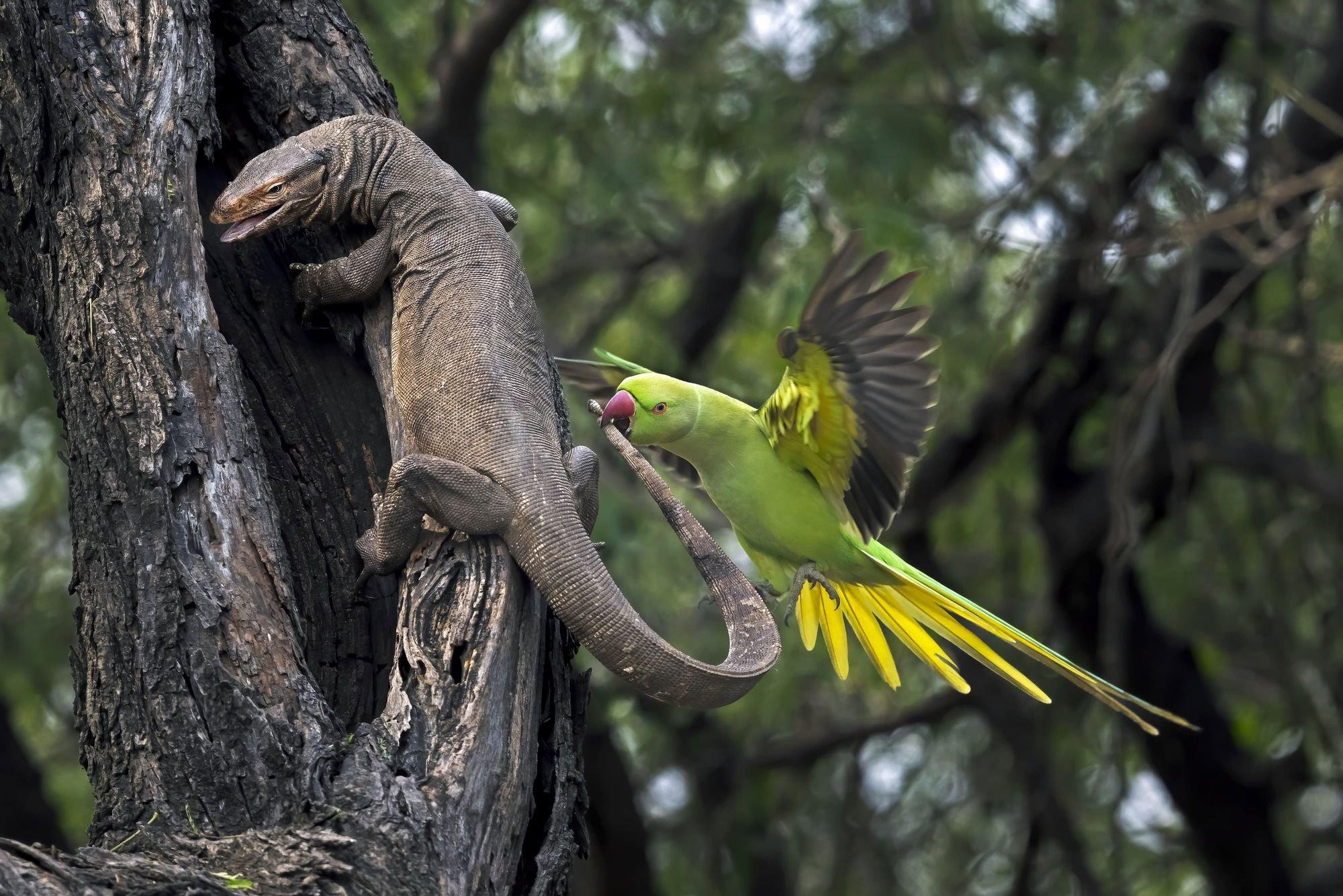 The Big Picture 2024 Photo Contest Finalists and Winners
