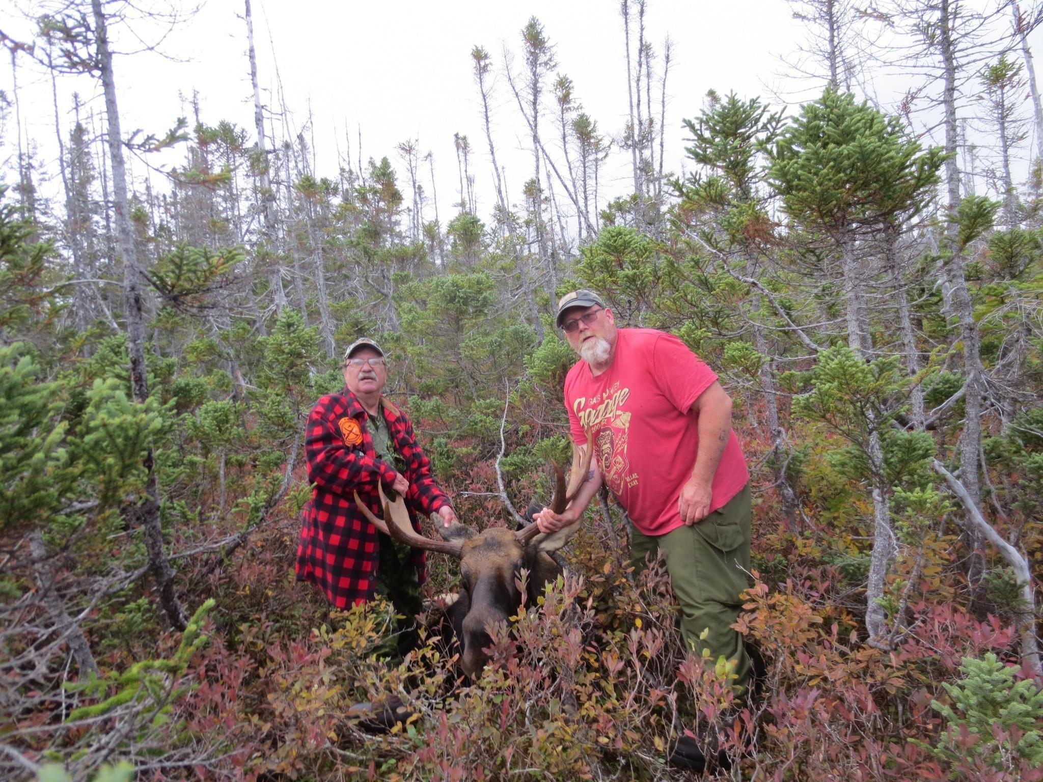 A Moose we took in Newfoundland week before last...Plus the hauling machine...a J5