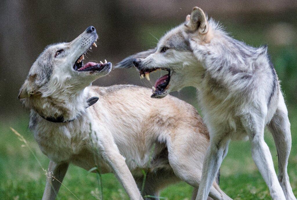 Austrian regions allow controversial wolf hunting