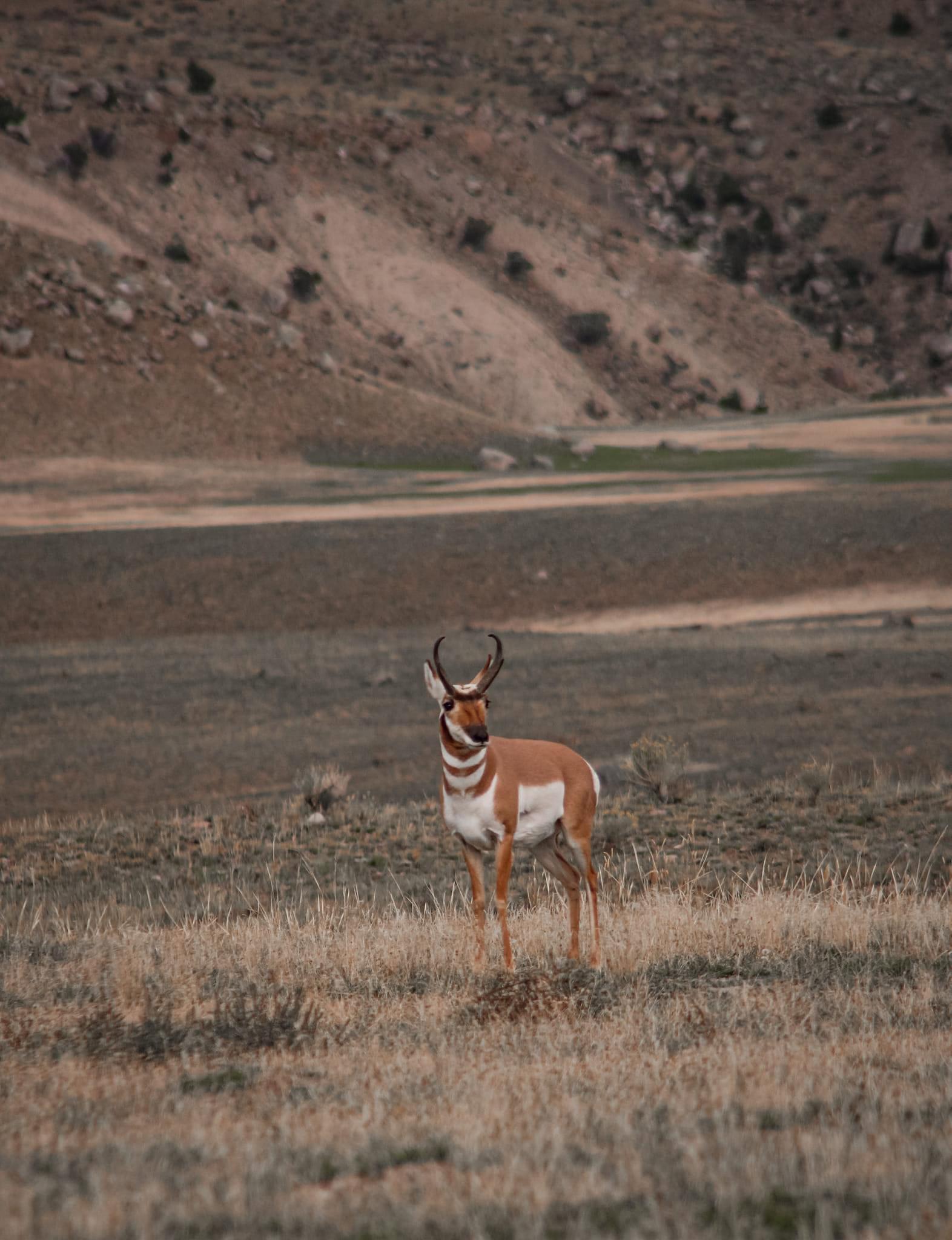 Honeymoon in Yellowstone