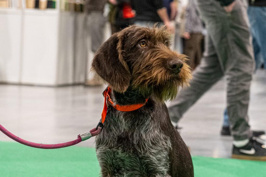 31st FeHoVa – Fishing, Hunting, and Arms International Exhibition