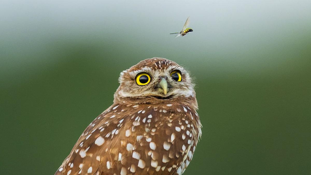 Die Eule, ein Symbol der Weisheit und Geheimnisse, durchstreift die nächtlichen Himmel mit anmutigem Flug und durchdringendem Blick.
