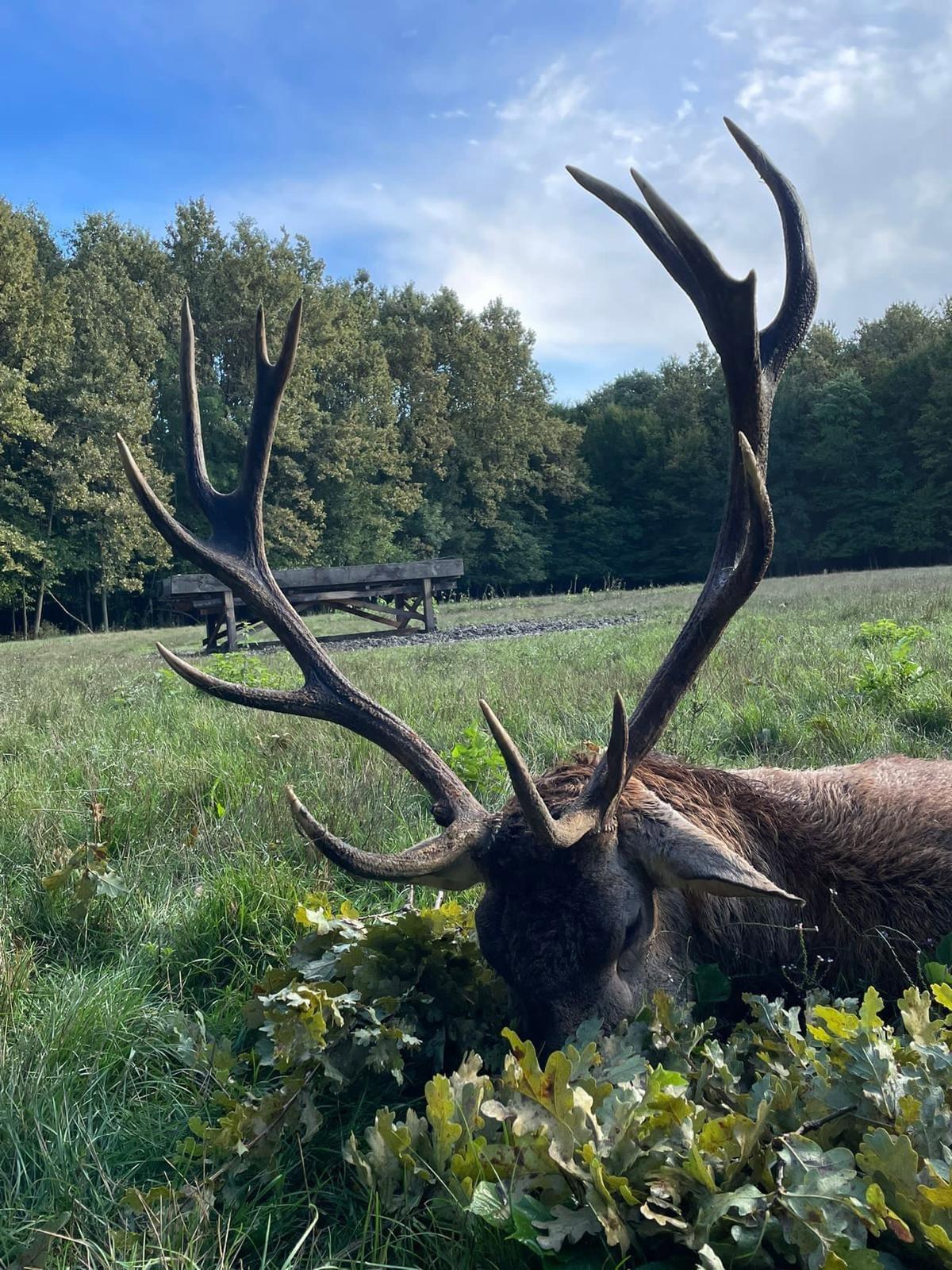 🌿 Last spots for Red Stag hunt🌿
