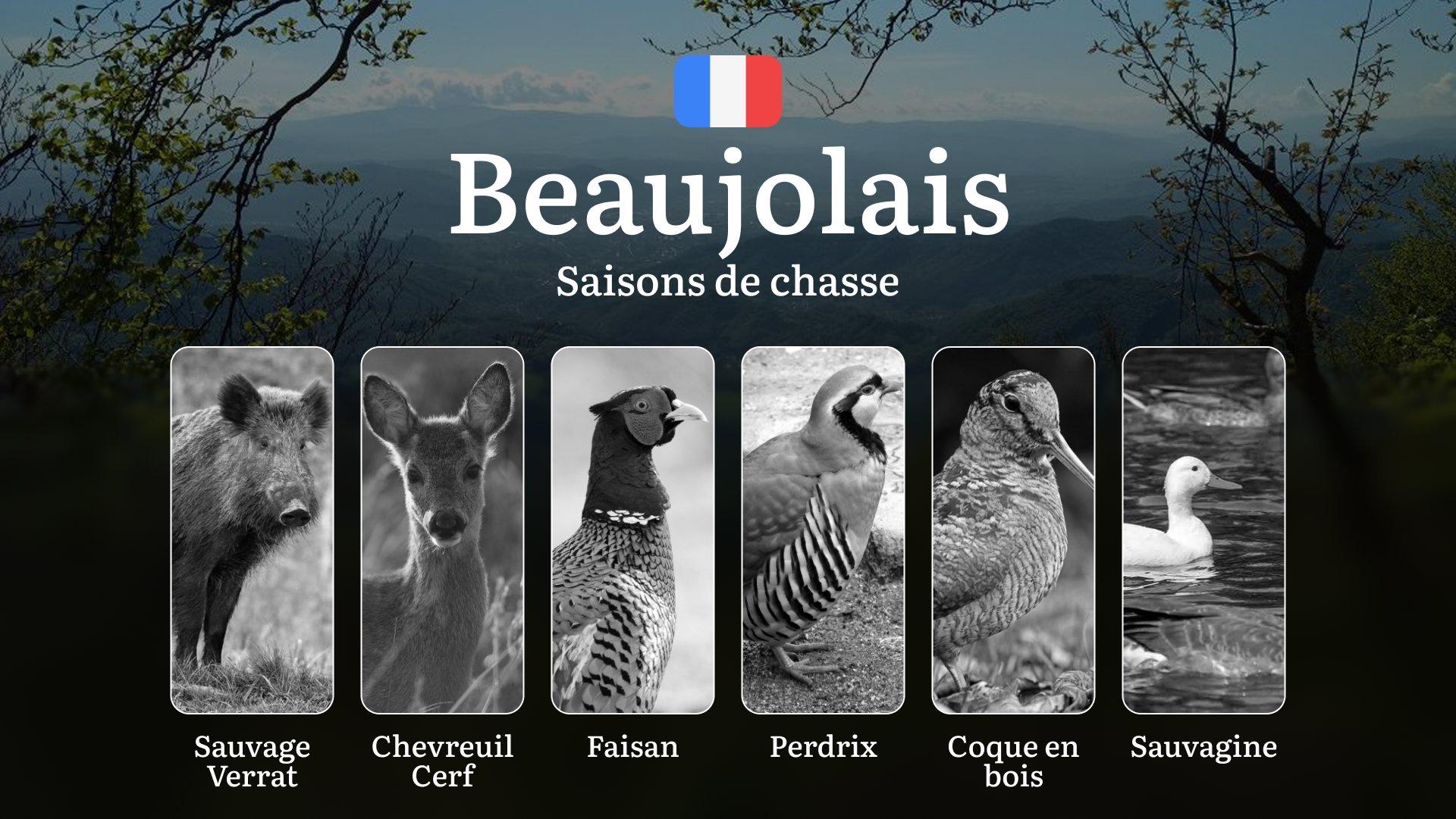 Saisons de Chasse en BEAUJOLAIS: Dates Clés, Règles Générales,  Zones Protégées et Conseils Pratiques