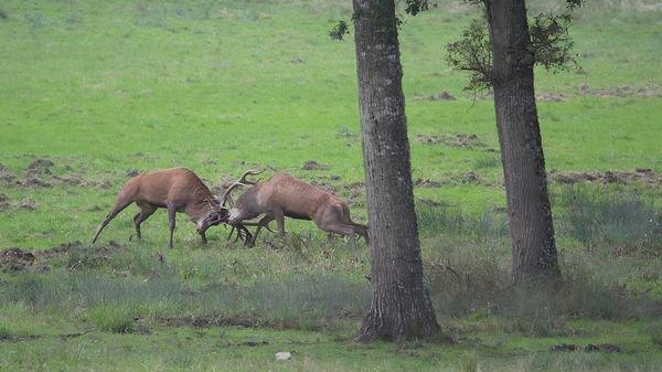 cerf déterminé au combat, pas de dommage collatéral ni pour un ni pour l'autre, juste impressionnant