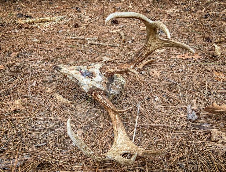 Find a Deadhead Buck?