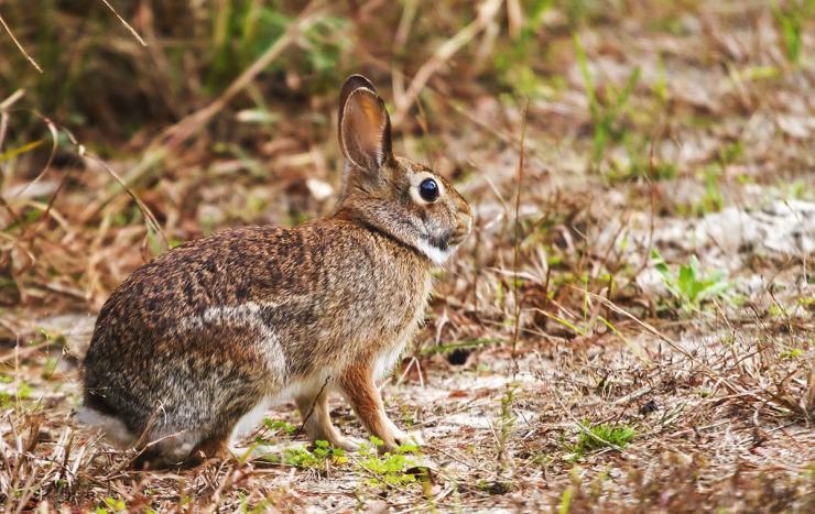 Hunting the Modern Cottontail Rabbit