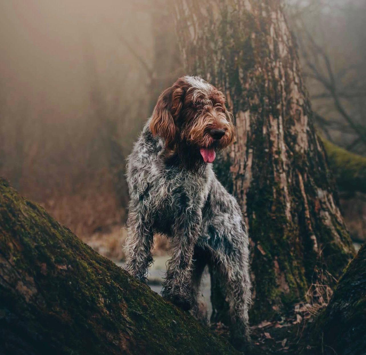 The Italian Spinone: Your Versatile Hunting Partner