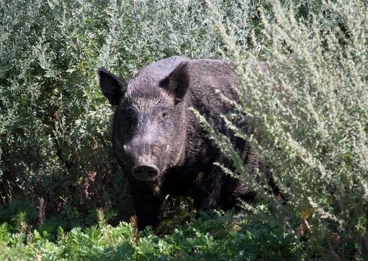 Saskatchewan taking steps to control wild boars and feral pigs