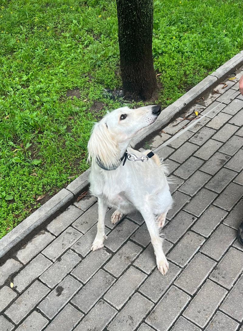 Little Saluki🐾