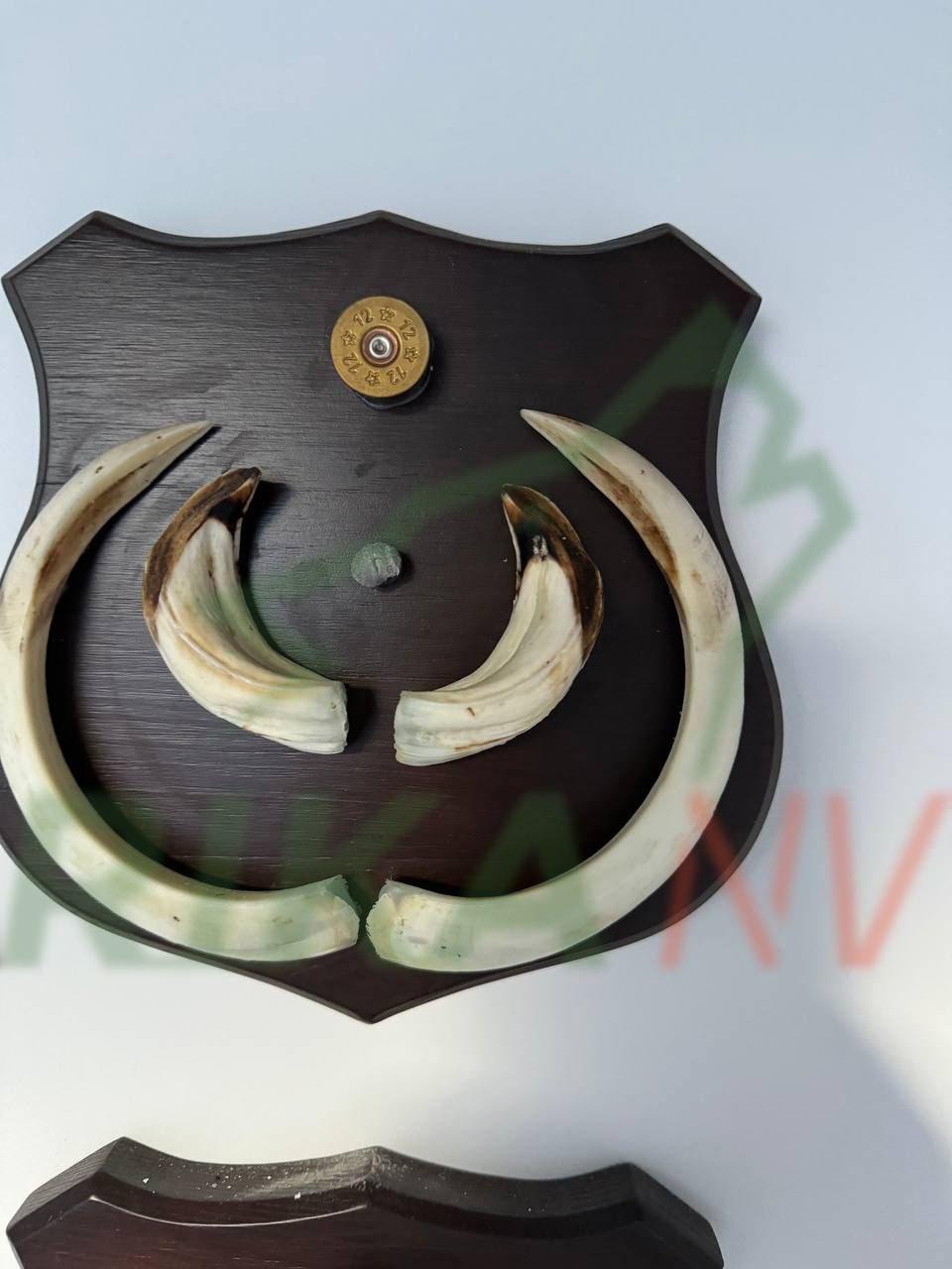 😮Kako vam se sviđa kolekcija trofeja dobivenih glatkom cijevi Sergeja Gribova?