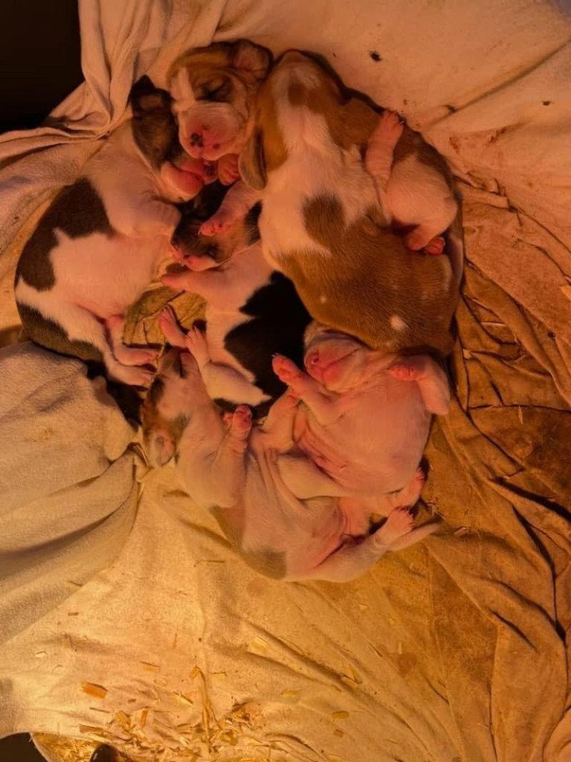 Que du bonheur la vie de chien!!