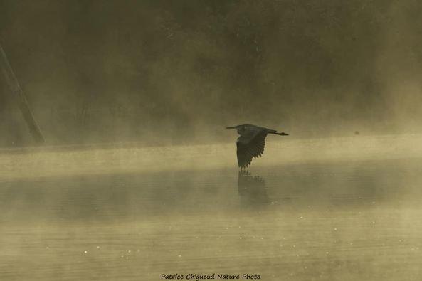 Coucou les amis petite sortie samedi matin au Marais de Bonnance avec une belle brume et un beau soleil qui donne des photos d'ambiance.