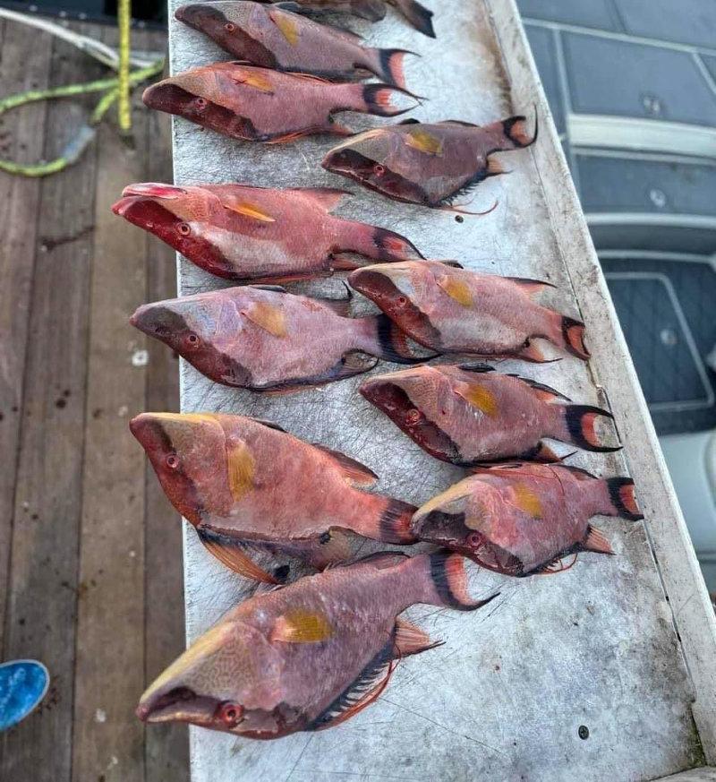 Everyone Loves Bacon!!The Hogfish bite has been on fire!