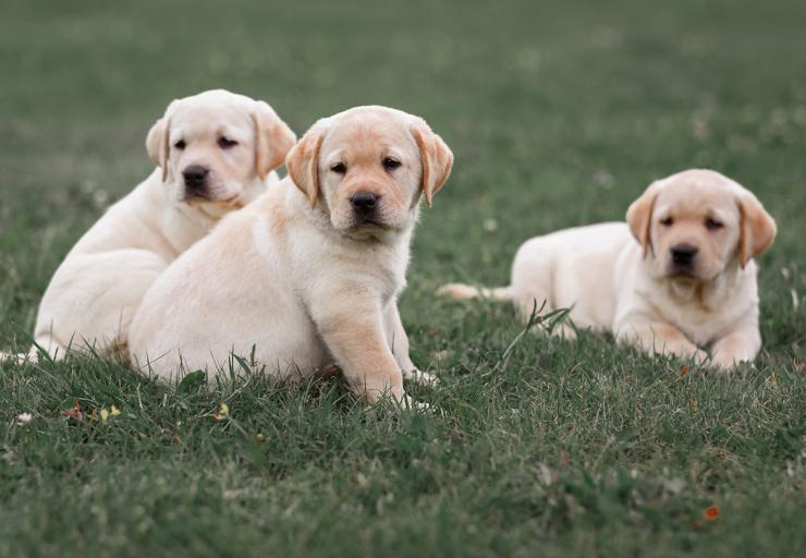 Picking Your Puppy: Traits to Look for in Your Next Hunting Dog