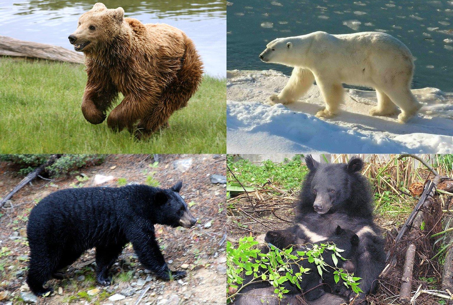 #bear