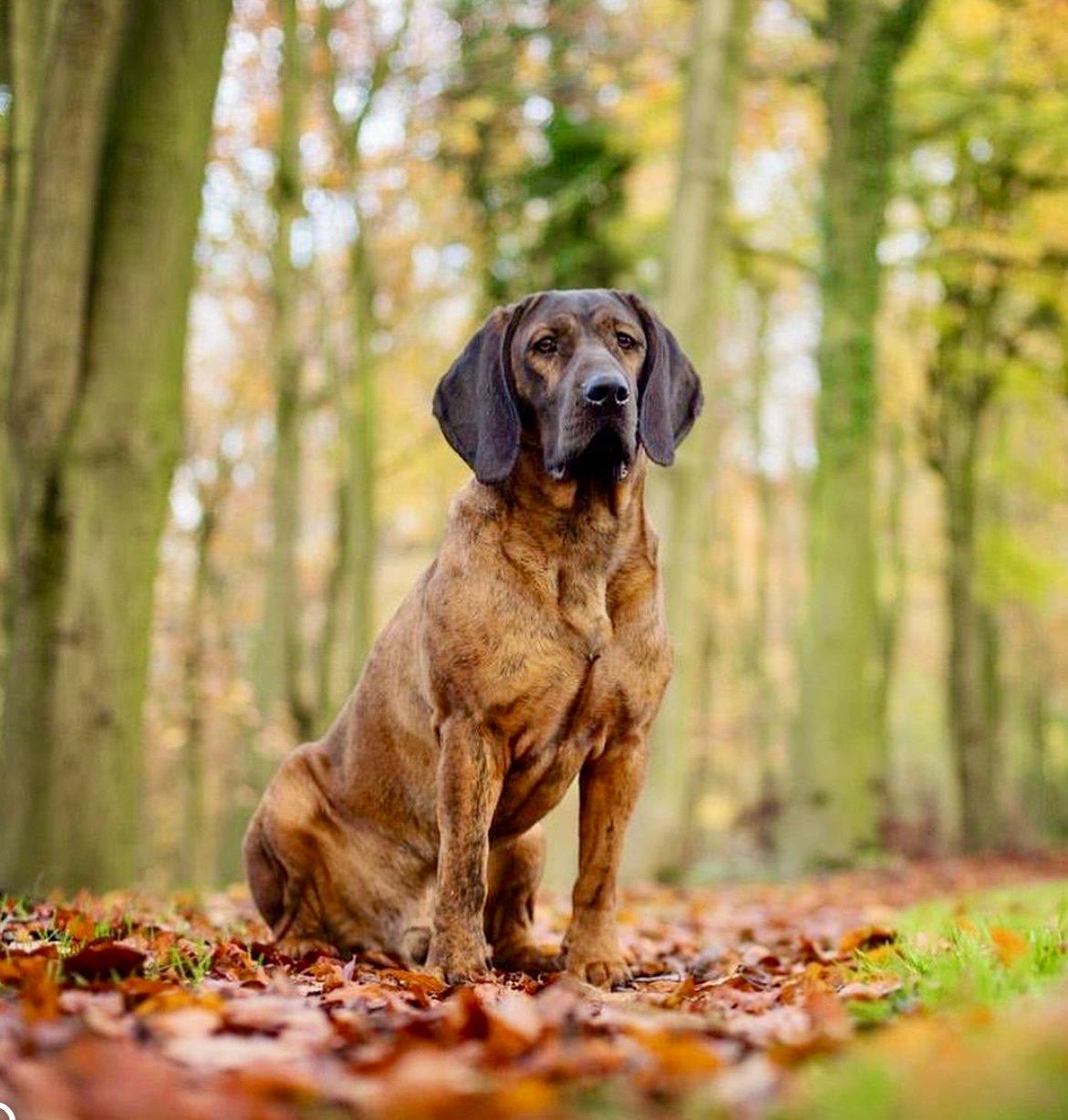 The Hanoverian Scenthound: A Tracker's Reliable Partner