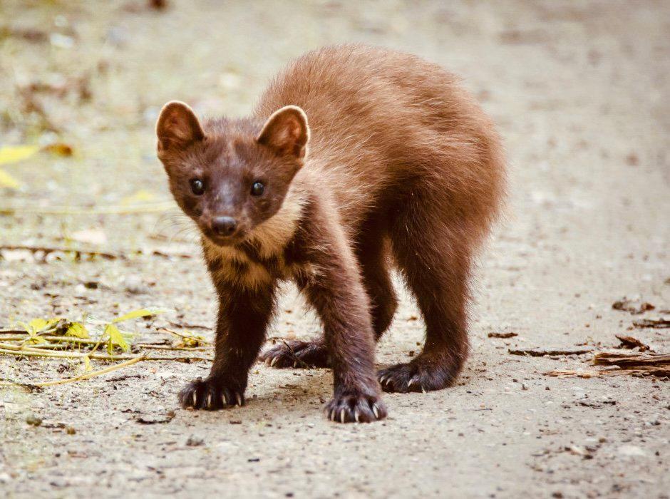 ЛЕСНАЯ КУНИЦА: описание, охота на куницу лесную, повадки, методы добычи, мех и трофей зверька