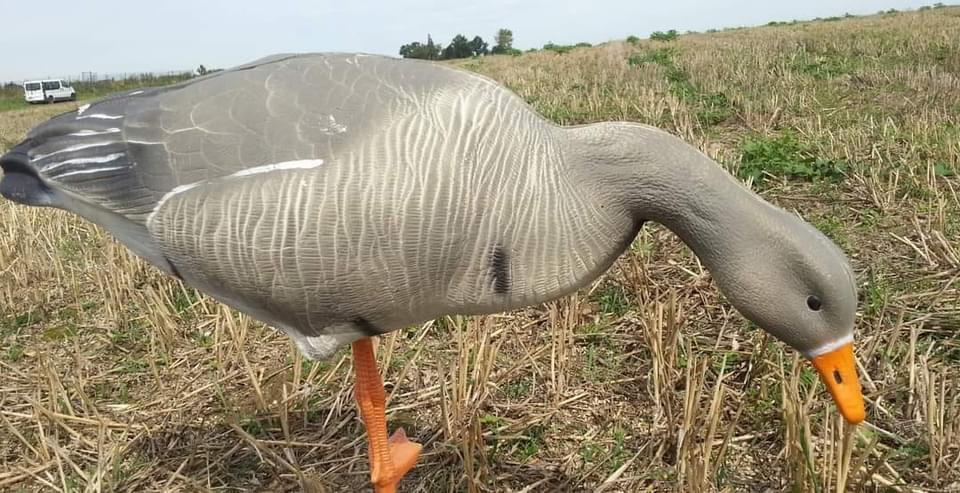 Goose shooting 