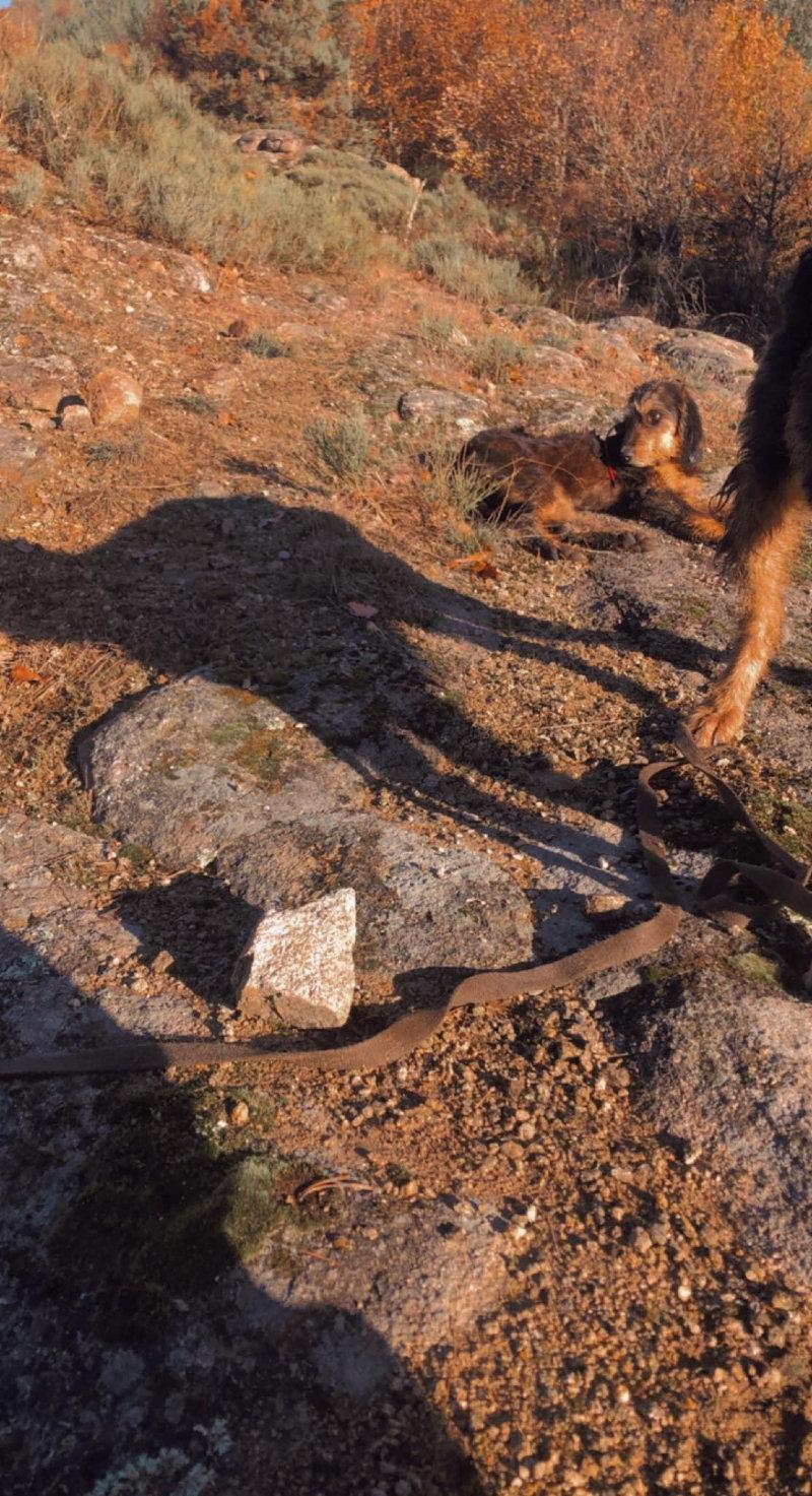 Il me reste une chienne de 6 mois pure griffon nivernais.