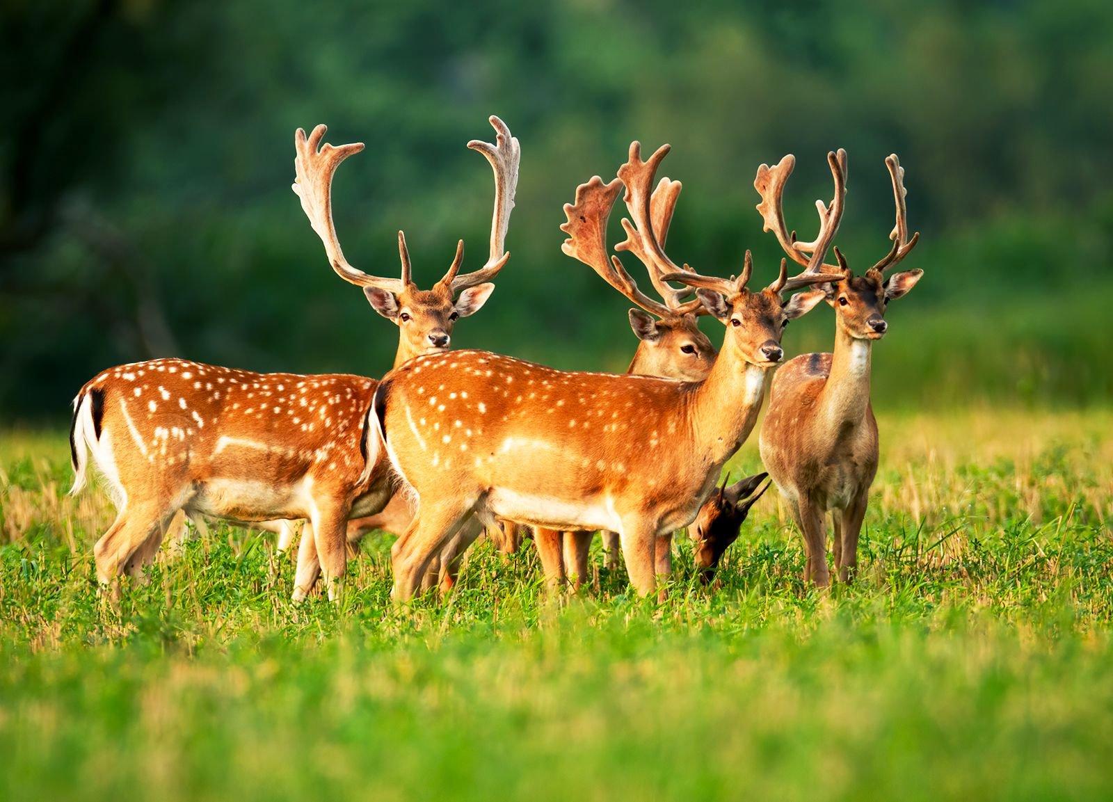 Fallow Deer Hunting in Tasmania: Best Locations and Seasonal Tips, Demographics, Legislation System, Laws and Hunting Seasons 