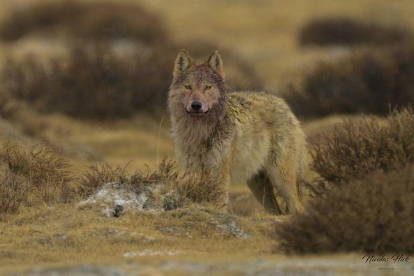 Nouveau sur le groupe, quelques photos de loups sur le plateau du Changtang (janvier2024) pas d'appâts, pas d'affut uniquement de l'approche.