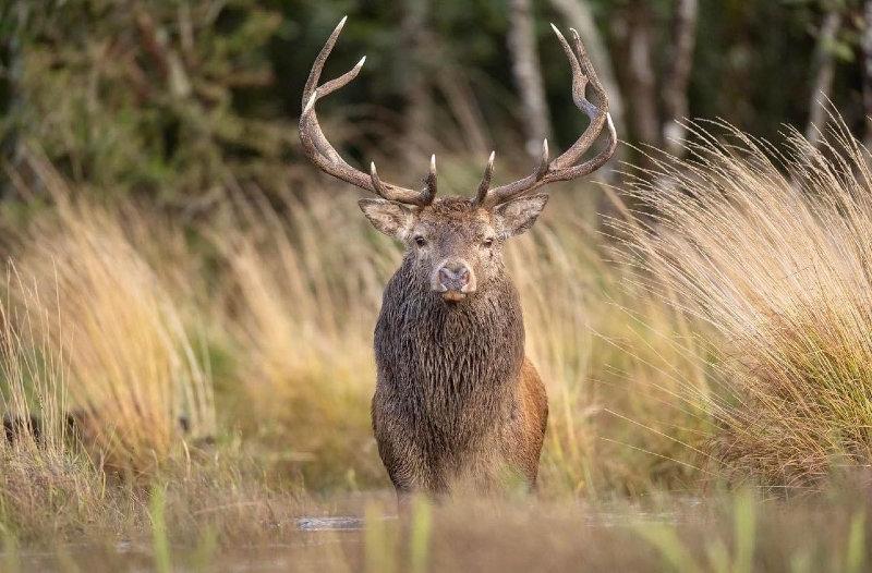 A majestic native Irish Red stag during a previous rut