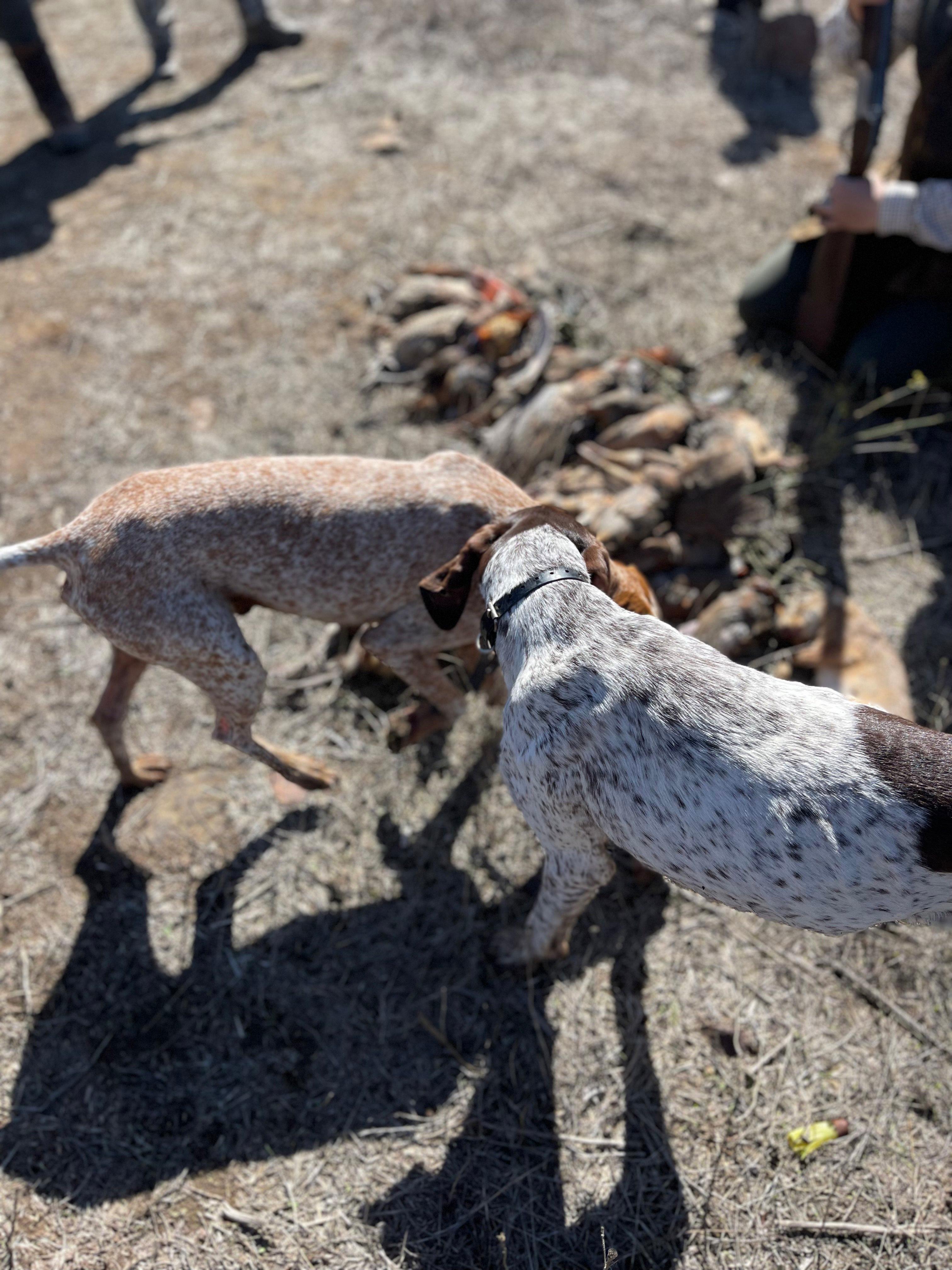 Hunting in Morocco & Shooting in Morocco: Ultimate Guide to Game, Seasons, and Regions
