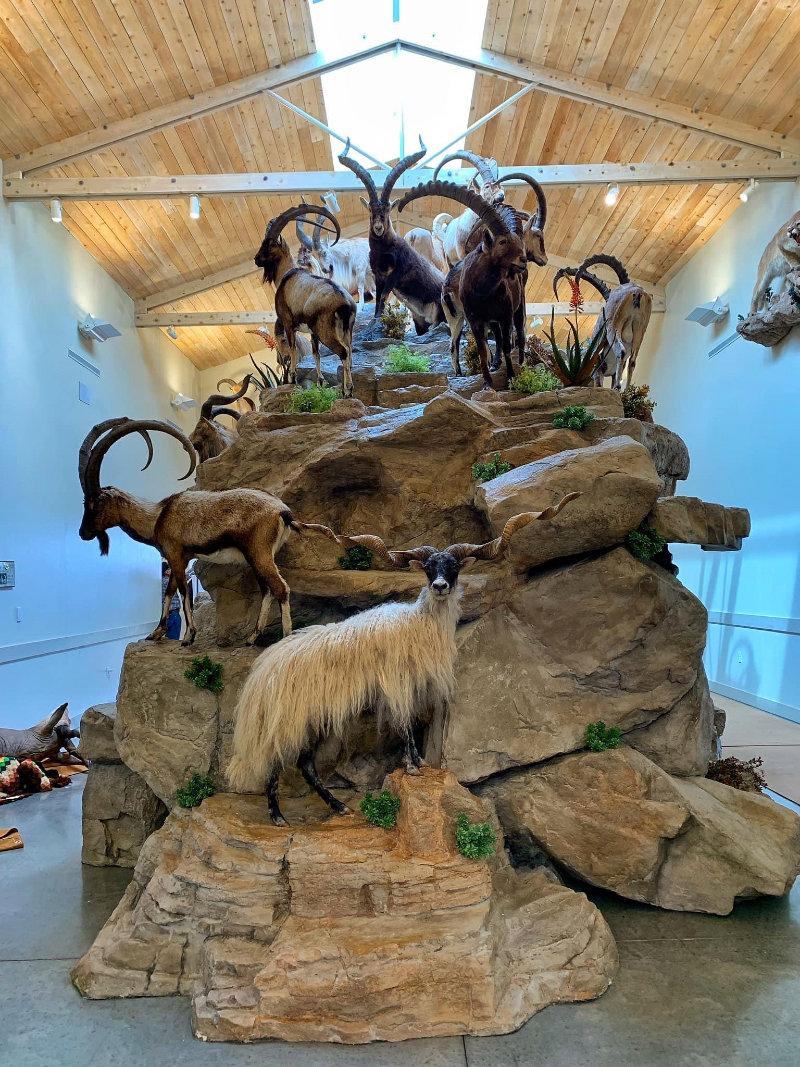 Whether it’s your very first deer or the mountain of your dreams, Safari Studios has you covered!