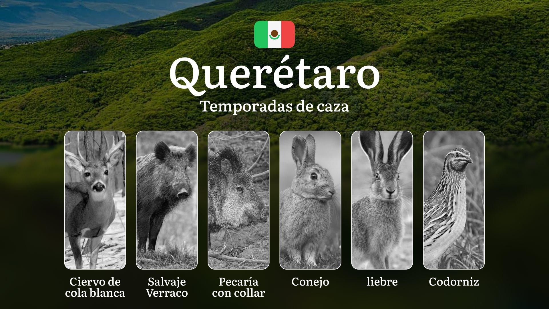 Temporadas y períodos de Caza en Querétaro: Periodos Legales, Comportamiento de la Fauna y Requisitos para la Licencia