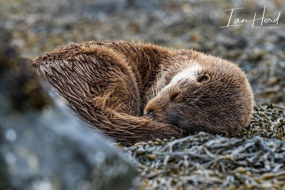 Otter set taken earlier this month on the Isle of Mull, Inner Hebrides, Scotland.